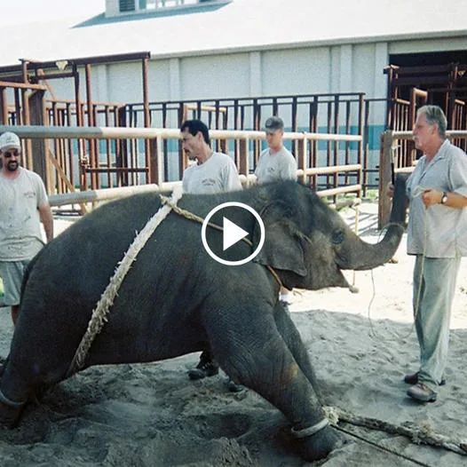 Restoring Hope: Rescued Elephants Find Renewed Purpose as Doctors Aid in Recovery and Rehabilitation